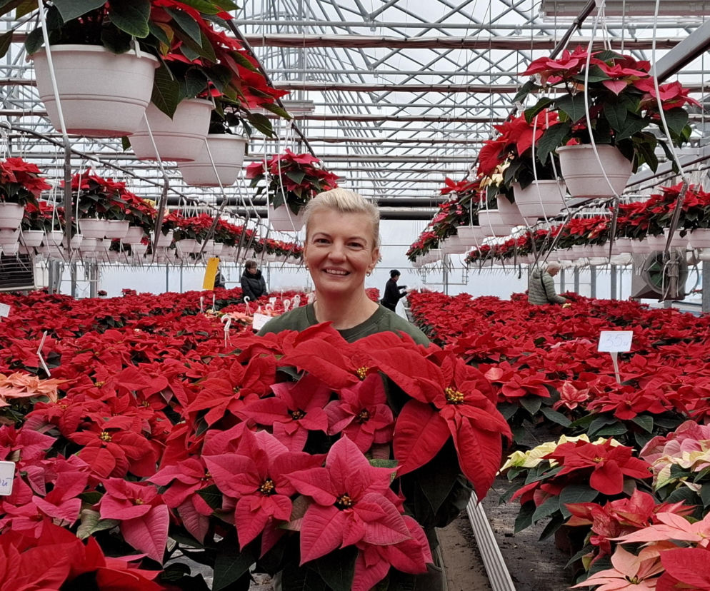 Gwiazda betlejemska to symbol Świąt Bożego Narodzenia. Jak o nią zadbać? ZDJĘCIA