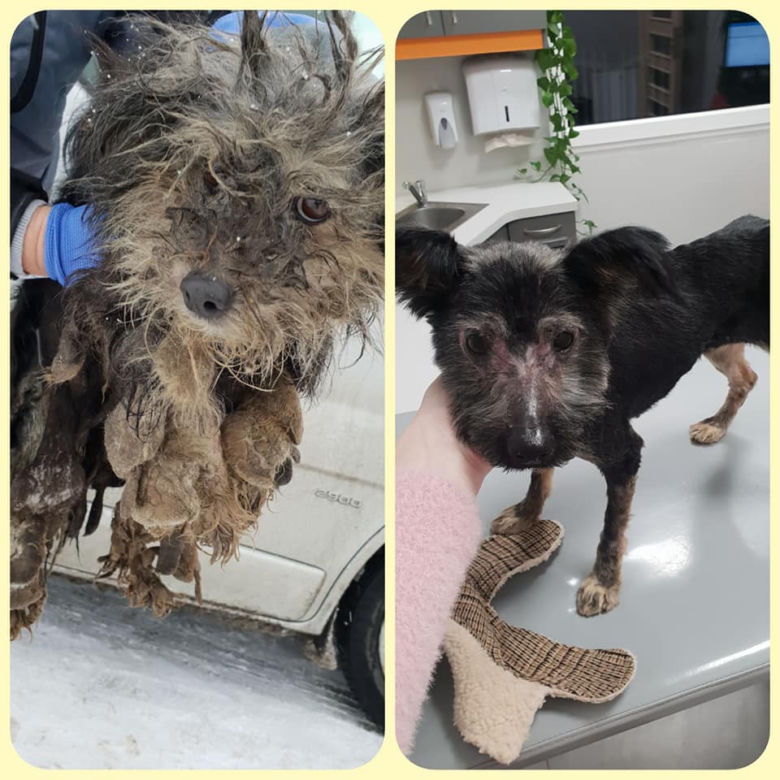 Skrajnie zaniedbane suczki LEDWO żyły! Miały na sobie aż 6 kilogramów kołtunów [ZDJĘCIA]