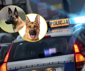 Seryjny złodziej... psów. Policjanci nie mogli uwierzyć, co znaleźli w samochodzie przestępcy