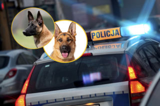 Seryjny złodziej... psów. Policjanci nie mogli uwierzyć, co znaleźli w samochodzie przestępcy