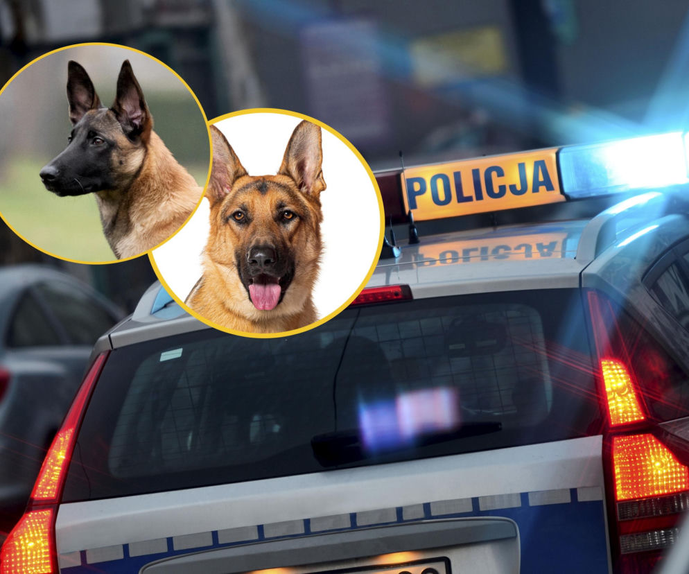 Kradł w kółko te same psy. Szokujące odkrycie policjantów w skradzionym aucie