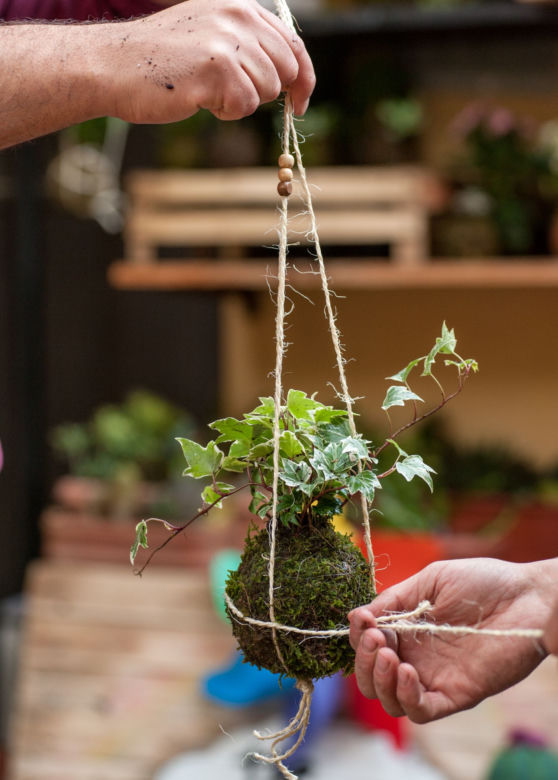 Kokedama
