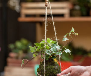 Kokedama