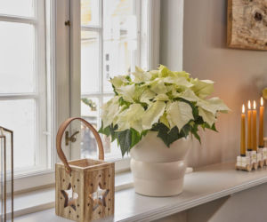 Odkryj magię białej gwiazdy betlejemskiej! Jak ją kupić i dbać o nią?