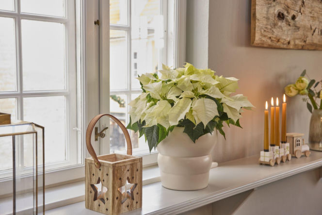 Biała gwiazda betlejemska