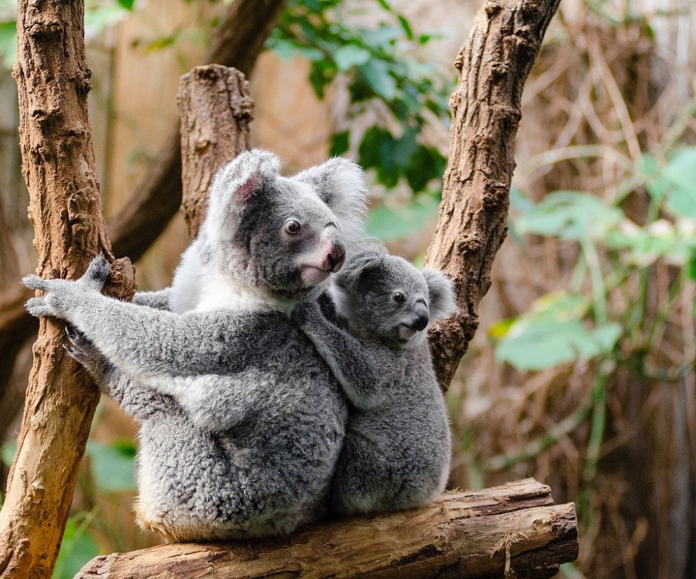 Wrocławskie zoo pomaga zagrożonym zwierzętom w Australii