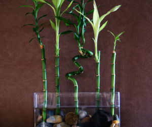 Dracena Lucky Bamboo