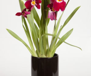 Miltonia storczyk
