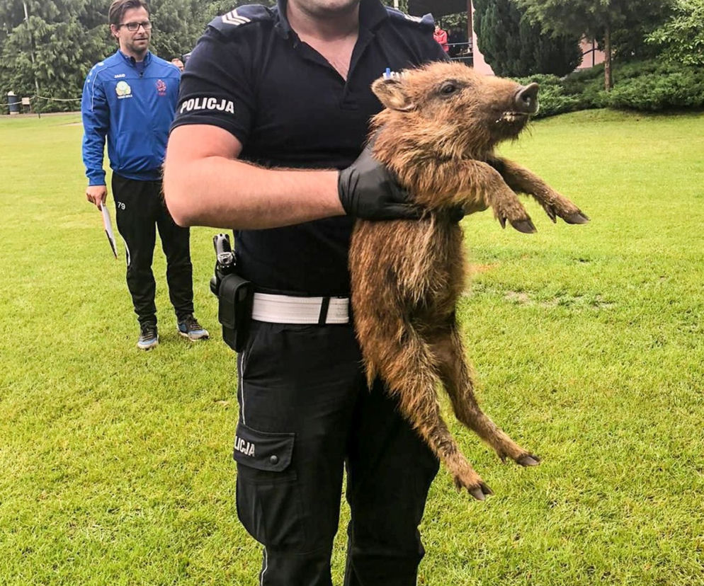 Piłkarska pasja dla małych dzików okazałą się bardzo niebezpieczna. 