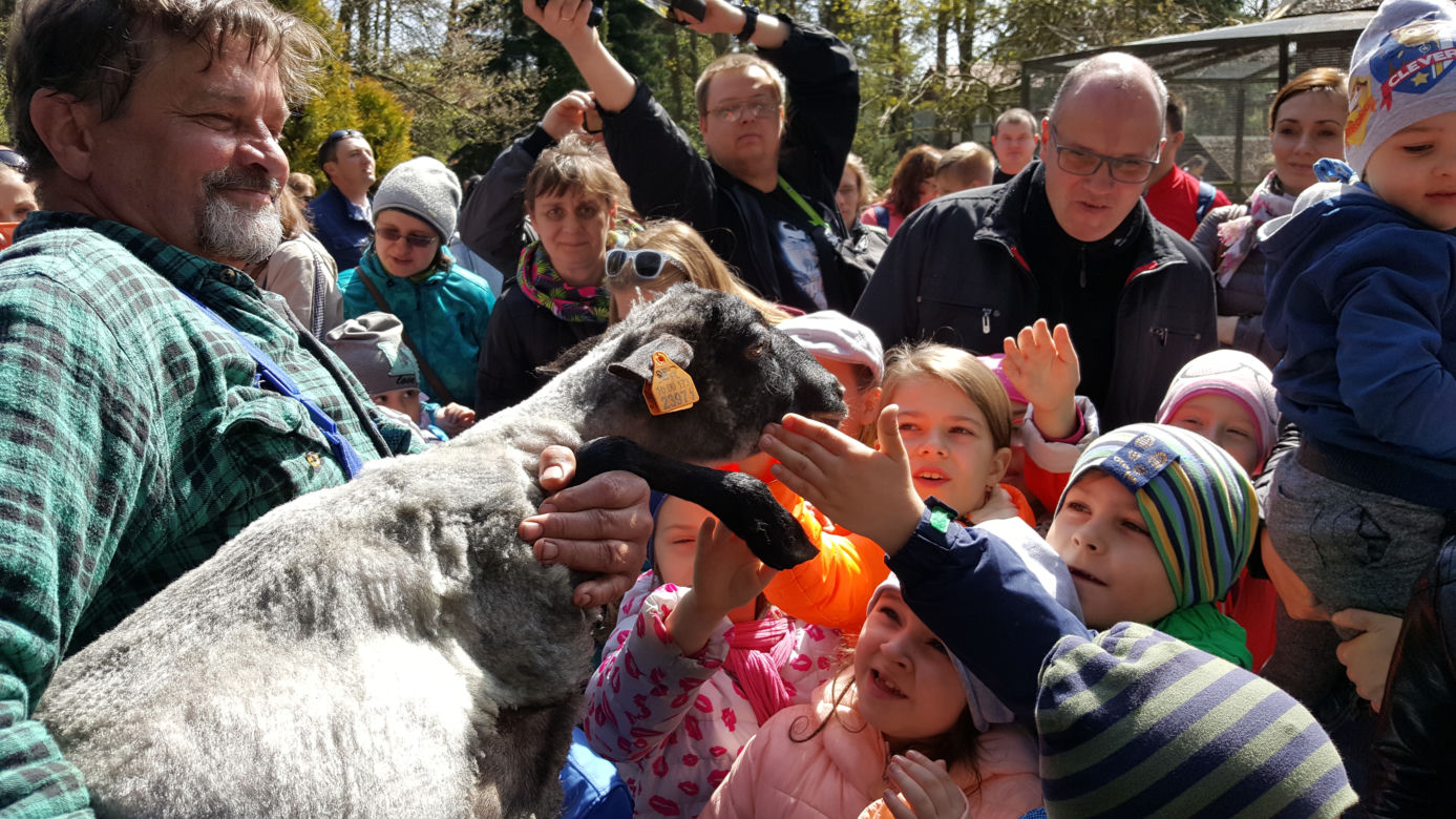 Pokaz strzyżenia owiec w bydgoskim zoo