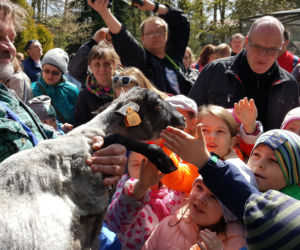 Pokaz strzyżenia owiec w bydgoskim zoo