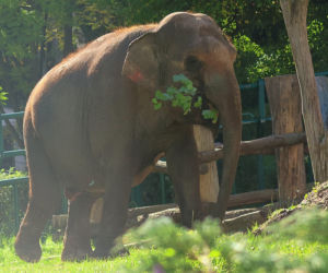 Jako słoniątko przeżyła horror w cyrku. Po 20 latach w zoo przechodzi na emeryturę. Wiki wyjedzie do... Francji!
