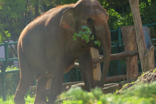 Jako brzdąc przeżyła piekło w cyrku. Po 20 latach w zoo słonica Wiki odchodzi na emeryturę do… Francji! 