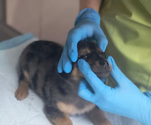 Doda cudem uniknęła śmierci! Właścicielka wyrzuciła ją do kontenera na elektrośmieci