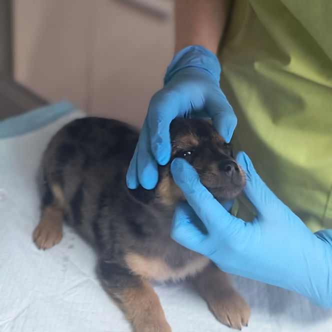 Doda cudem uniknęła śmierci! Właścicielka wyrzuciła ją do kontenera na elektrośmieci