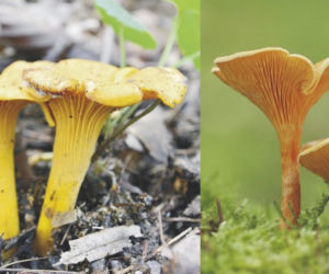 Poradnik grzybiarza