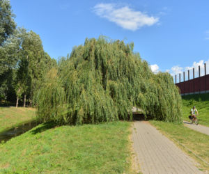 Wierzba na Gocławiu