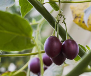 Ten egzotyczny owoc przywędrował z Ameryki Południowej. Wspiera odporność, a do tego ma niski indeks glikemiczny