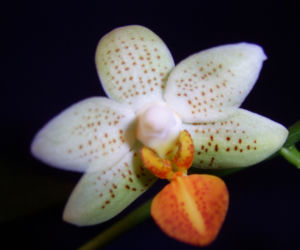 Różne gatunki storczyka Phalaenopsis