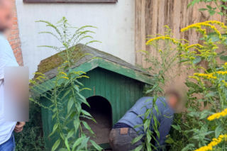 Przed policją schował się do budy. „Sprytna” sztuczka nie pomogła