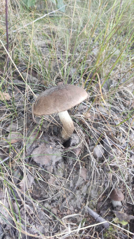 Grzybobranie Podkarpacie