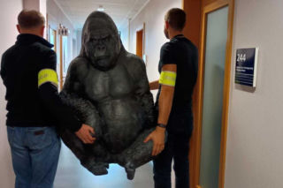 Małpi wybryk w Płocku. Skradziony goryl przejechał 50 km w bagażniku! Policjanci odzyskali przyjaciela restauratorów