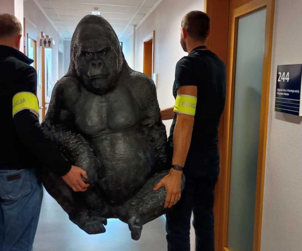 Skradziony goryl przejechał 50 km w bagażniku! Płocka policja odzyskała niezwykłą zdobycz