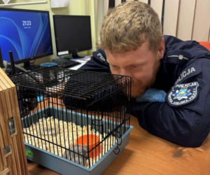 W reklamówce znaleziono chomika! Jedna z najdziwniejszych interwencji policji w Sopocie ma wzruszający finał