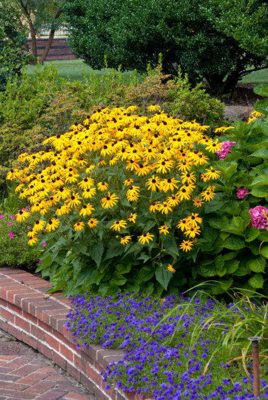 Rudbekia