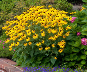 Rudbekia