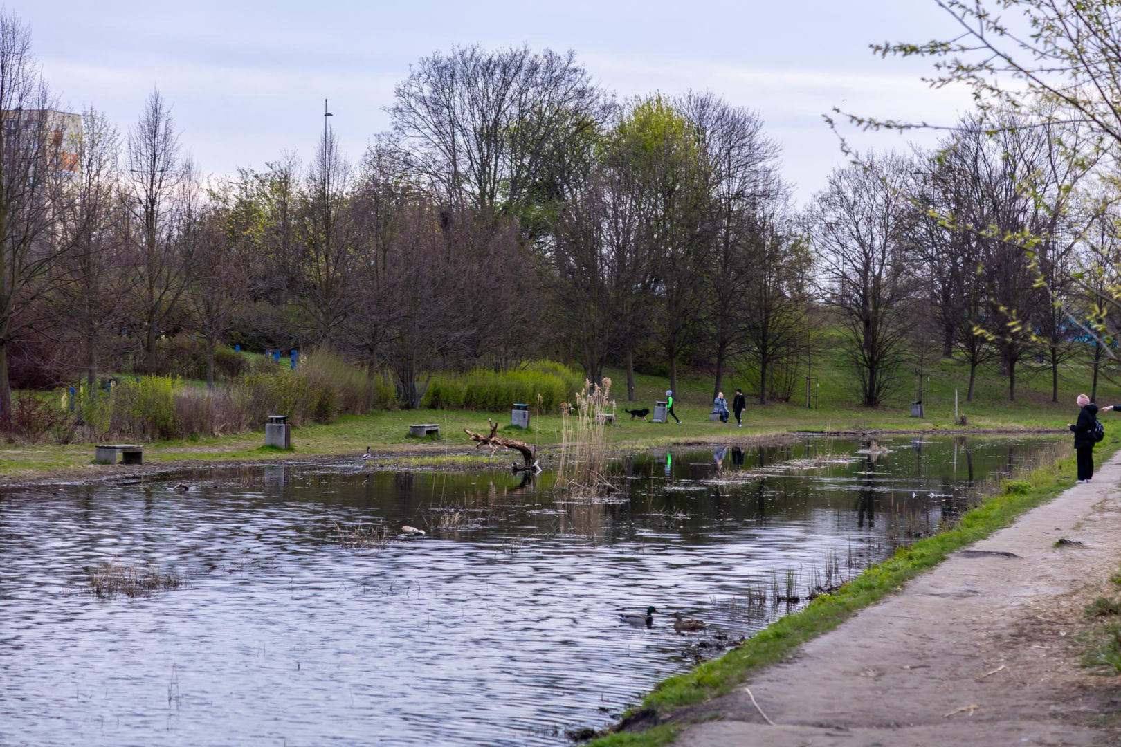 Bobrowe tamy na Potoku Służewieckim w Warszawie