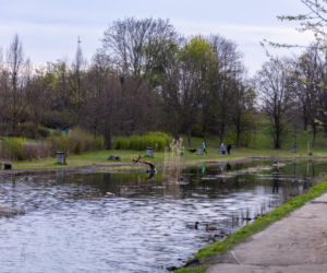 Bobrowe tamy na Potoku Służewieckim w Warszawie