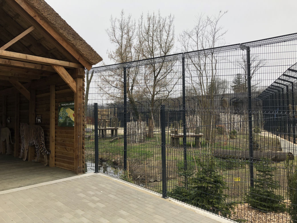 Lwy w opolskim zoo