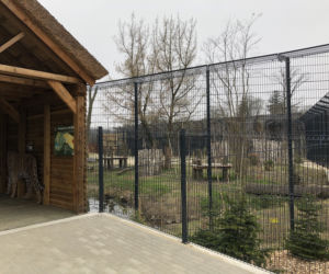Lwy w opolskim zoo