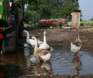 Rolnicy. Podlasie. Tak kiedyś mieszkali Gienek i Andrzej z Plutycz. Fani mogą być w szoku!