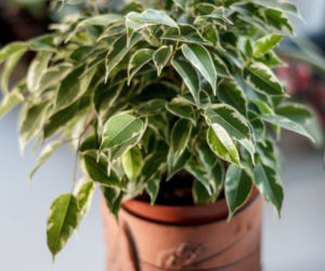 Ficus benjamina 'Kinky'