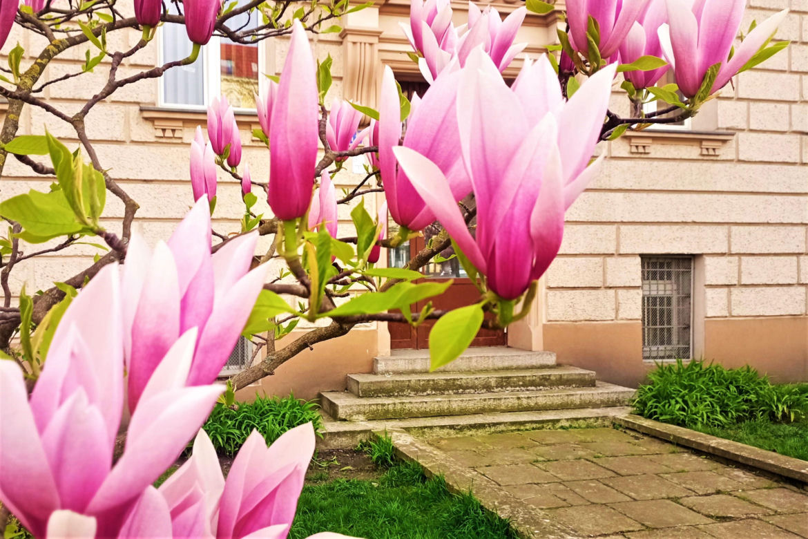 Magnolie w Szczecinie