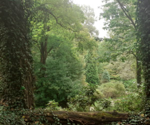 Arboretum Bolestraszyce