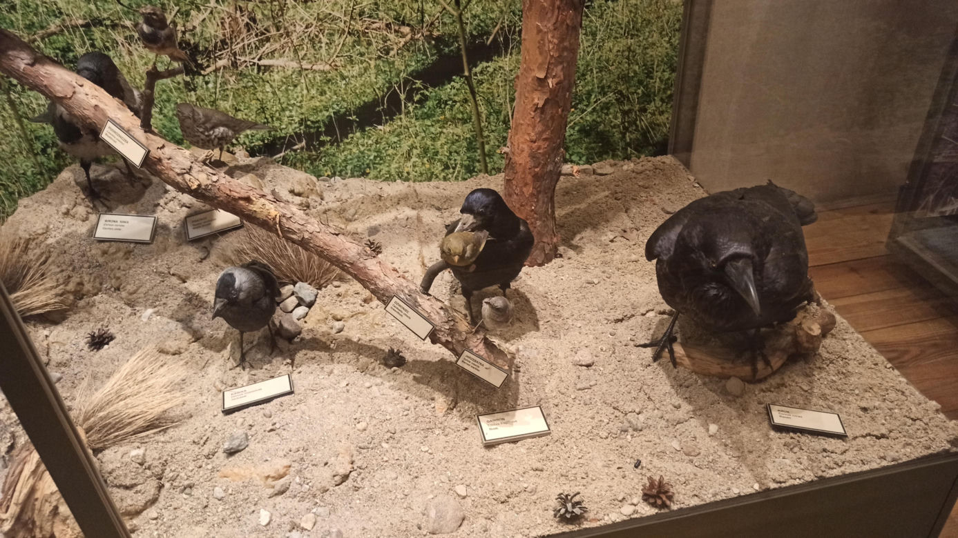 Muzeum Przyrody w Olsztynie. Poznajcie faunę oraz florę Warmii i Mazur