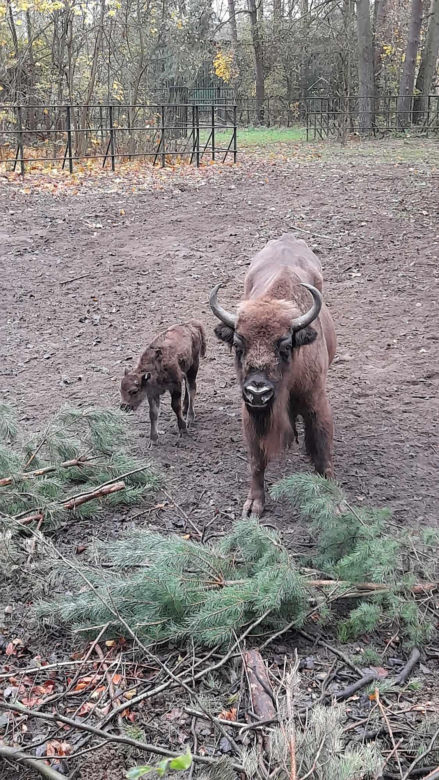 Młodą żubrzyczką w bydgoskim zoo opiekują się babcia i mama. "Ona jest od chmur zawracania!"