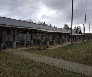 7 urodziny Biegu na 6 łap w Olsztynie