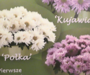 Polka, Łuczniczka, Bydgoszczanka - nowe odmiany chryzantem wyhodowali naukowcy z UTP!