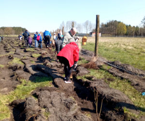 Akcja Grudziądzanie sadzą las!