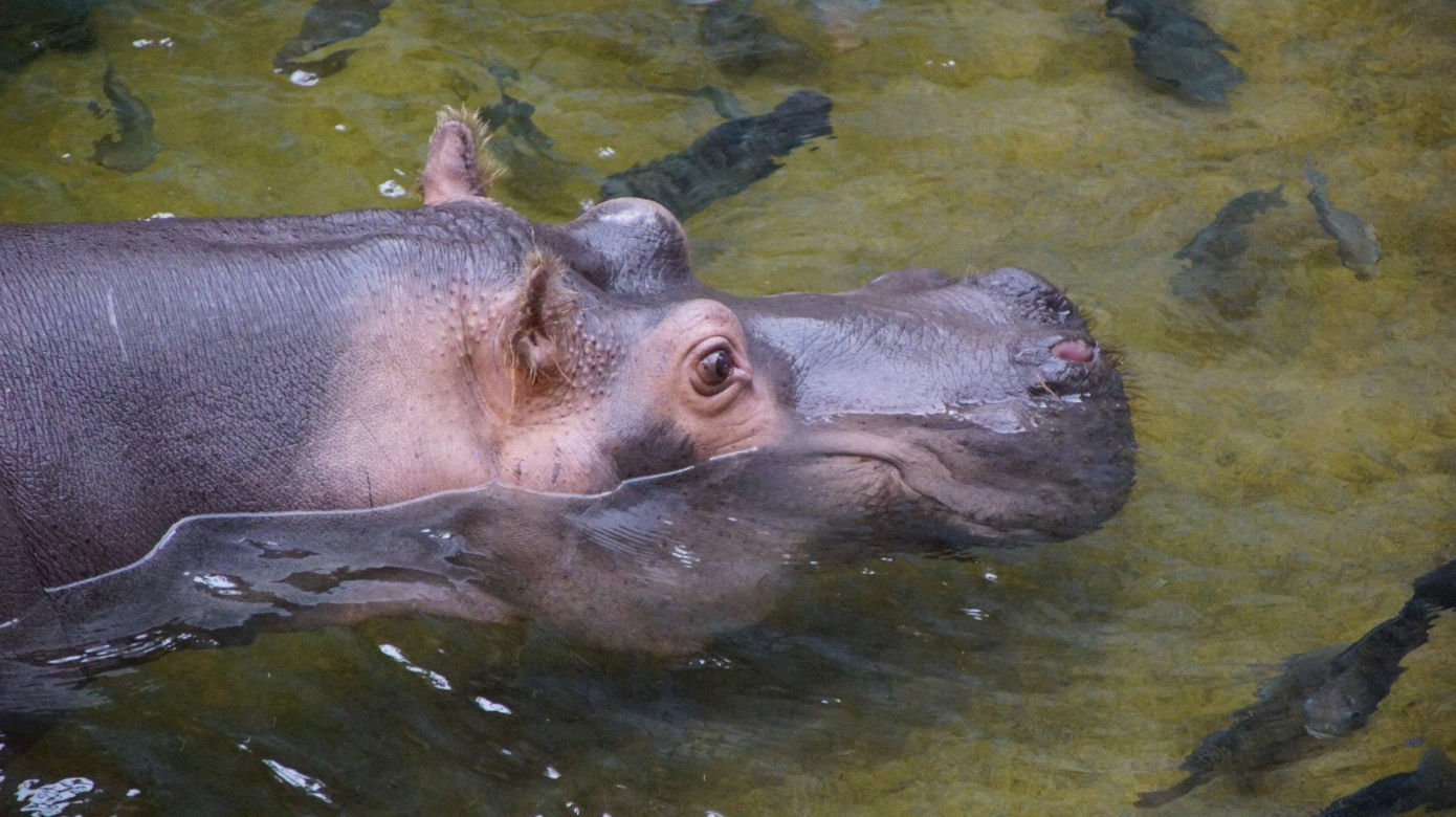 ZOO Wrocław ze specjalną ofertą. Dodatkowy dzień zwiedzania za darmo 