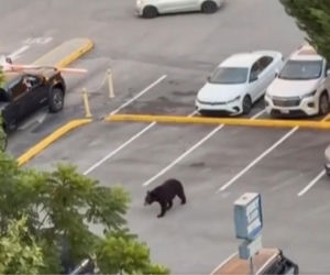 Niedźwiedź wbiegł na parking pełen ludzi! Zobacz, co stało się potem