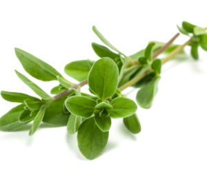 Majeranek 