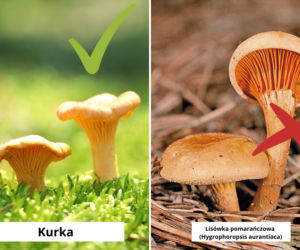 Kurka a lisówka