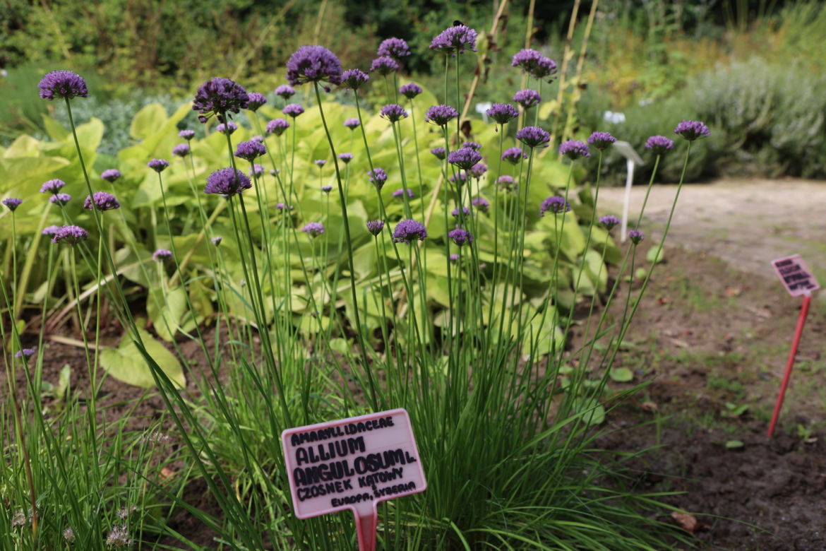 Kwitnący Ogród Botaniczny UMCS w Lublinie