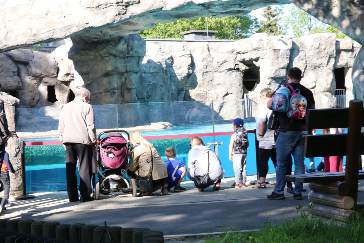 Pingwiny hitem Zoo w Chorzowie! Do ogrodu ustawiają się kolejki, ale ludzie nie przestrzegają rygorów sanitarnych