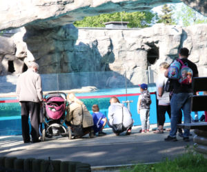 Pingwiny hitem Zoo w Chorzowie! Do ogrodu ustawiają się kolejki, ale ludzie nie przestrzegają rygorów sanitarnych